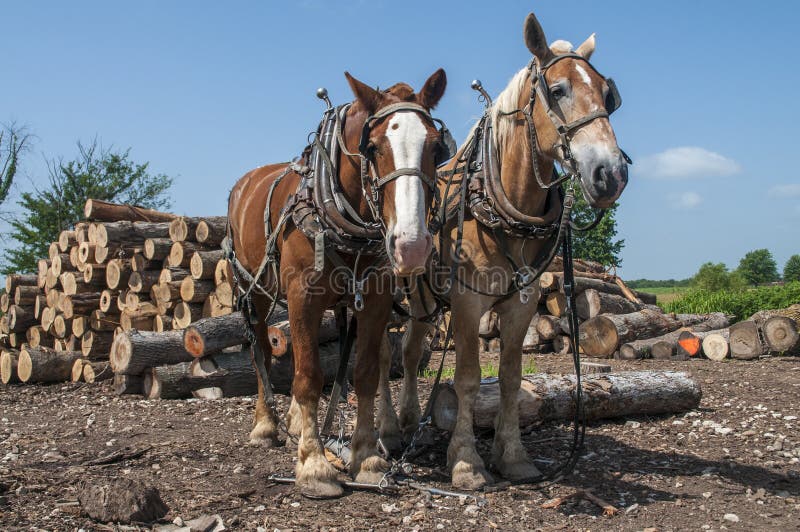 Klotz, Der Pferdegespann Zieht Stockfoto Bild von inländisch, land