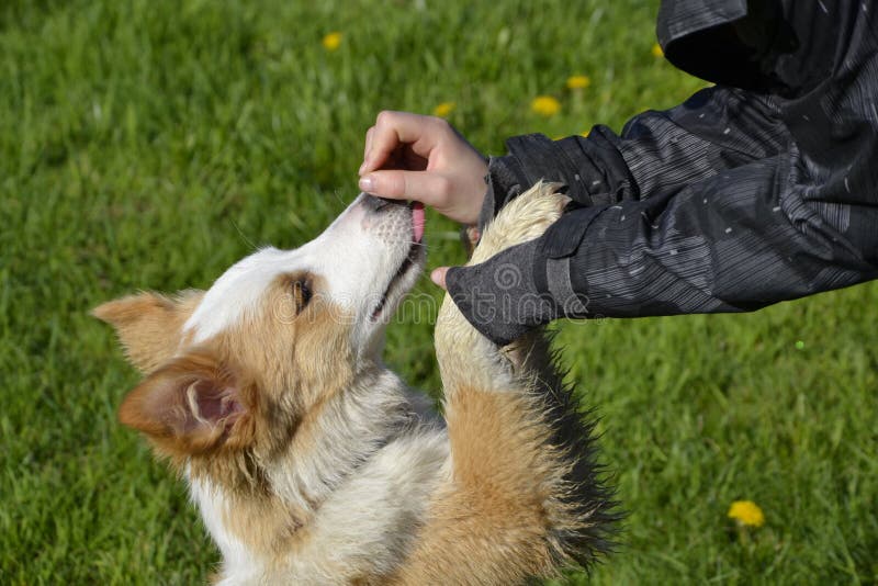 Der Hund Gibt Eine Pfote Obassistierte Stammbaum Nova Scotia Duck