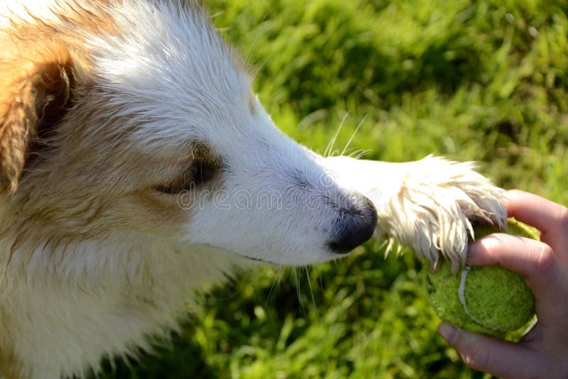 Der Hund Gibt Eine Pfote Obassistierte Stammbaum Nova Scotia Duck