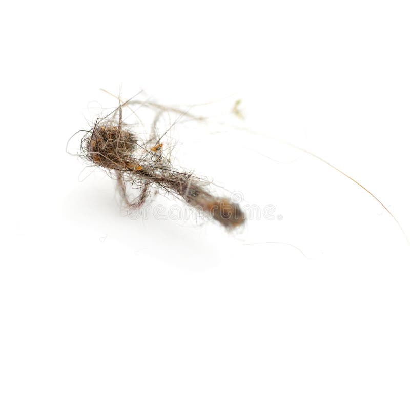 Klumpa ihop sig damm som isoleras över den vita bakgrunden, makro royaltyfri bild Klumpa ihop sig damm som isoleras över den vita bakgrunden, makro royaltyfri bild