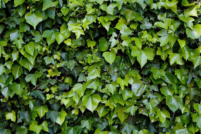 Green climbing ivy over wall. Green climbing ivy over wall