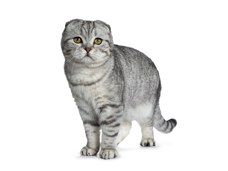 Knap jong zilveren de kattenkatje van gestreepte kat Schots die Vouwen, op witte achtergrond wordt geïsoleerd stock fotografie Knap jong zilveren de kattenkatje van gestreepte kat Schots die Vouwen, op witte achtergrond wordt geïsoleerd stock fotografie