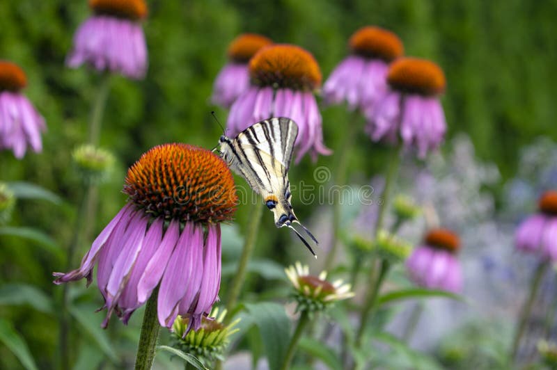 Knapp swallowtail på växten för Echinaceapurpureablomning, östlig purpurfärgad coneflower i blom arkivfoton Knapp swallowtail på växten för Echinaceapurpureablomning, östlig purpurfärgad coneflower i blom arkivfoton