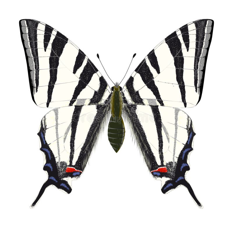 knapp swallowtailvektor royaltyfri illustrationer knapp swallowtailvektor royaltyfri illustrationer
