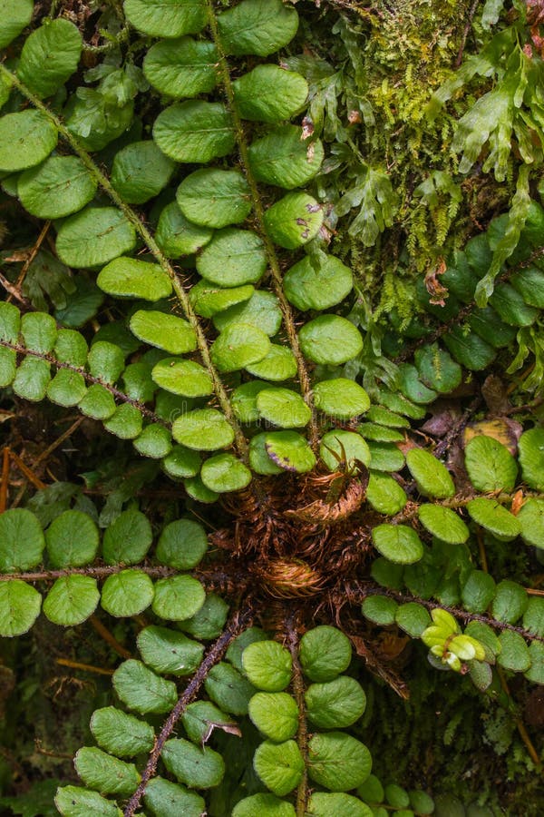 New Growth On Button Fern, West Coast, South Island, New Zealand. New Growth On Button Fern, West Coast, South Island, New Zealand