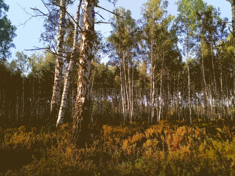Knappt redigerad bild av Rekyva-skogen royaltyfria foton