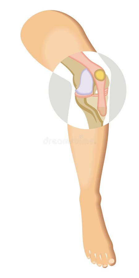 Knee stock illustration