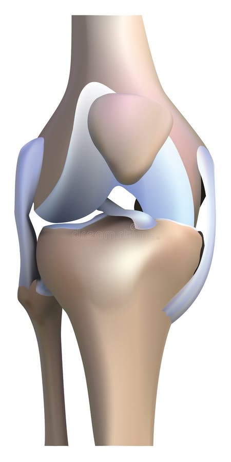 Knee anatomy vector illustration