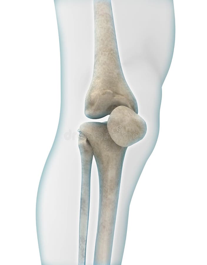 Knee Anatomy royalty free illustration