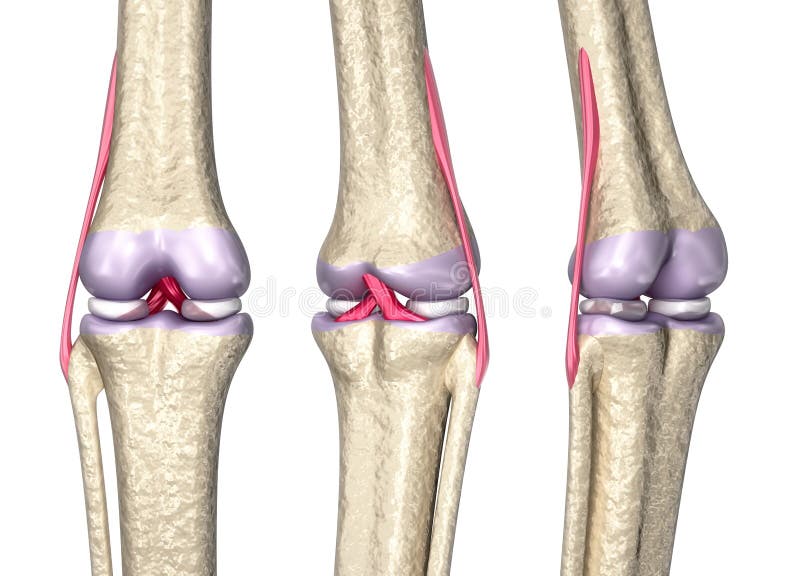 Knee joint anatomy royalty free illustration Knee joint anatomy royalty free illustration