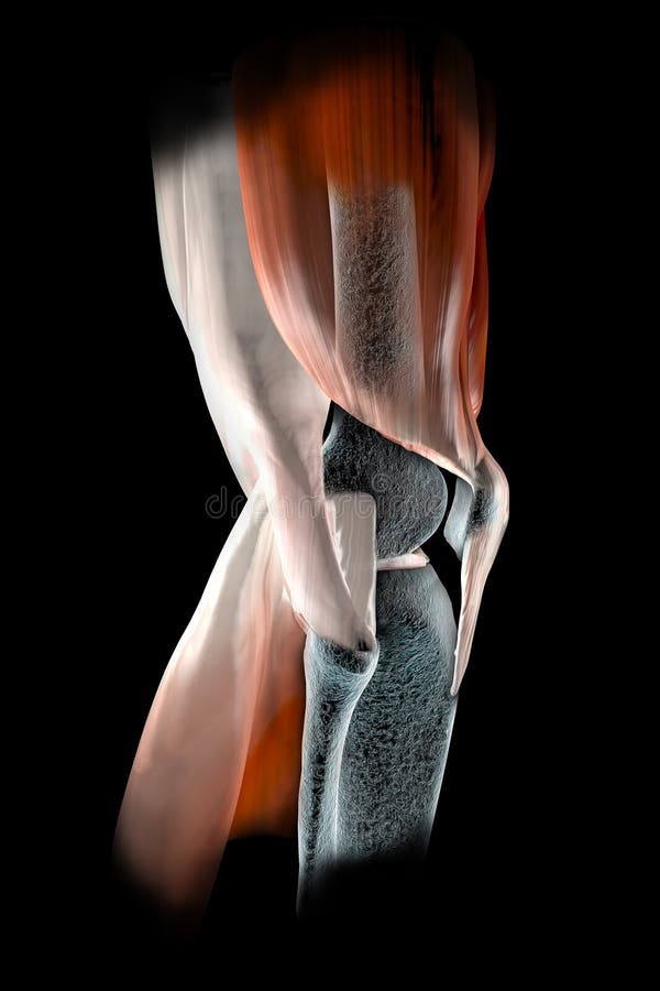 Knee ligaments, tendons, bones, muscles x-ray vector illustration
