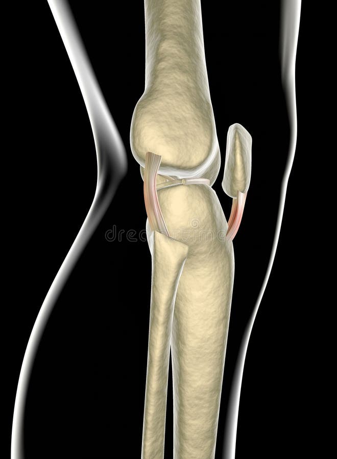 Knee ligaments, tendons, x-ray stock illustration