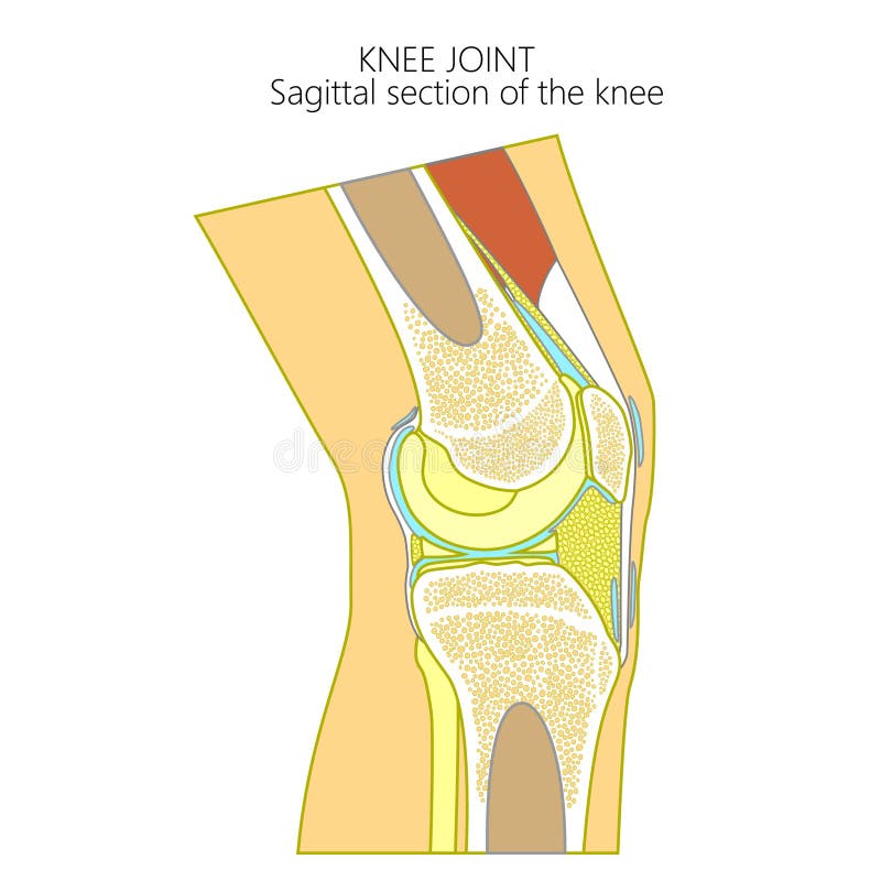 Vector illustration of a healthy human knee joint . Anatomy of the sagittal section of a knee, side view. For advertising, medical publications. EPS 8. Vector illustration of a healthy human knee joint . Anatomy of the sagittal section of a knee, side view. For advertising, medical publications. EPS 8.