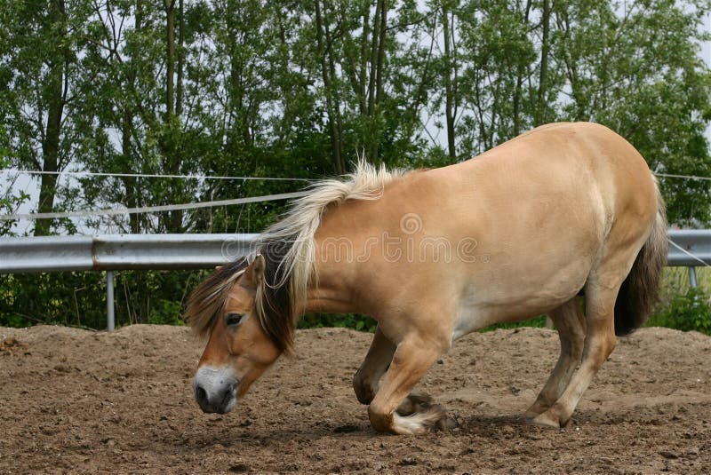 Un cavallo in paddock, in ginocchio in giù.