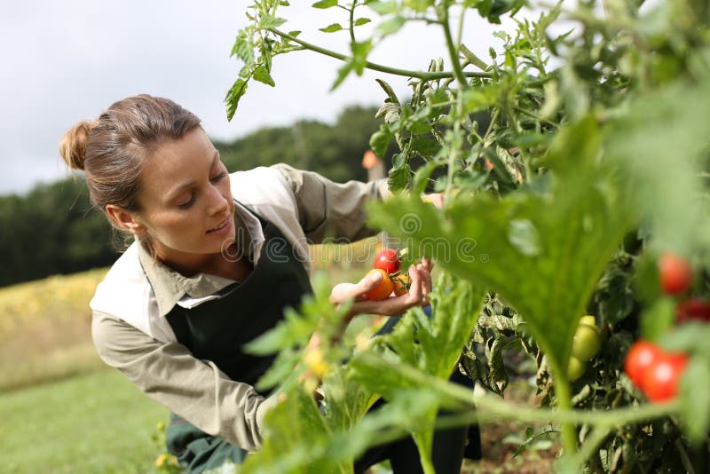 Kneeling woman picking up tomatoes from garden royalty free stock image