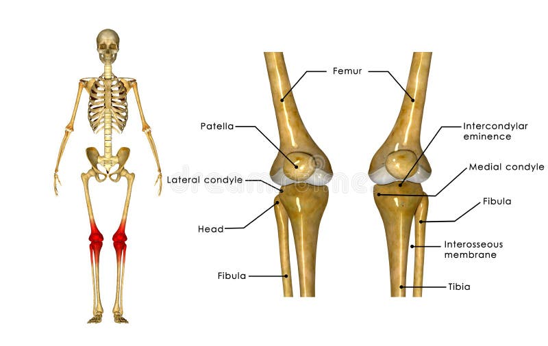 articulatii femur