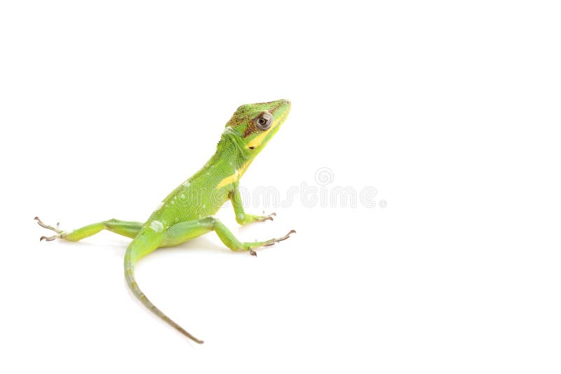 Knight Anole