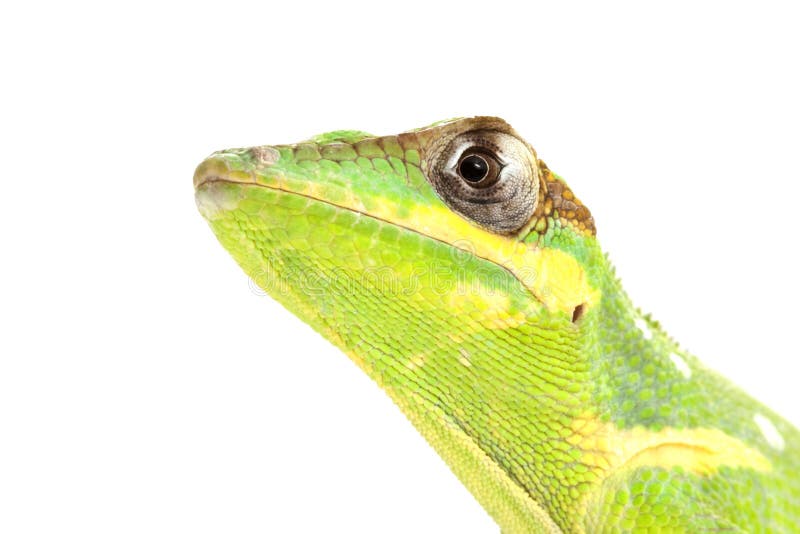 Knight Anole