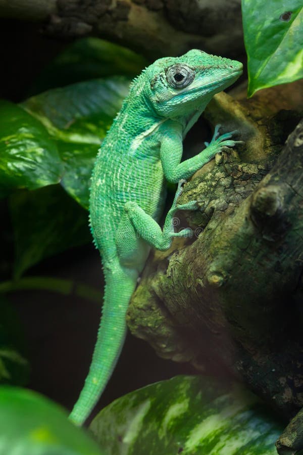 Knight anole Anolis equestris