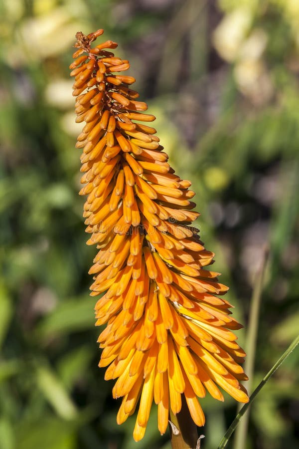 Kniphofia `Bees Sunset` stock photo. Image of gardening - 122500748