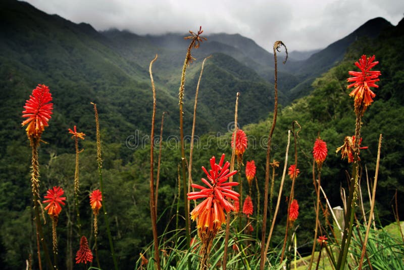 Orange Kniphofia flowers on Cocora Valley royalty free stock image Orange Kniphofia flowers on Cocora Valley royalty free stock image
