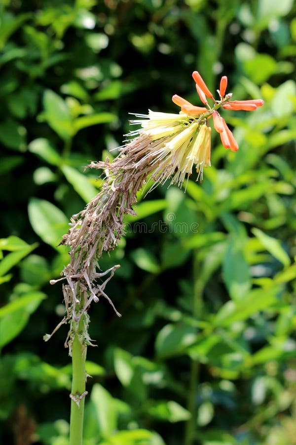 Kniphofia ή εγκαταστάσεις Tritoma με τη μερικώς ξηρά ακίδα των όρθιων λαμπρά χρωματισμένων λουλουδιών στις σκιές του κόκκινου πορ στοκ φωτογραφία με δικαίωμα ελεύθερης χρήσης Kniphofia ή εγκαταστάσεις Tritoma με τη μερικώς ξηρά ακίδα των όρθιων λαμπρά χρωματισμένων λουλουδιών στις σκιές του κόκκινου πορ στοκ φωτογραφία με δικαίωμα ελεύθερης χρήσης