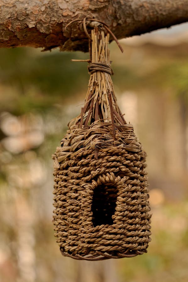 Knitted Bird House at the Branch of Pine Tree Stock Photo Image of