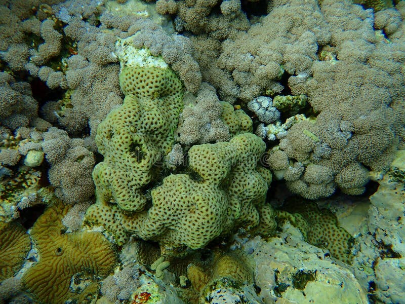 Knob coral, Dipsastraea pallida, and white pulse coral, pom pom xenia or pulse coral, Xenia umbellata, undersea, Red Sea, Egypt, Sharm El Sheikh, Nabq Bay.