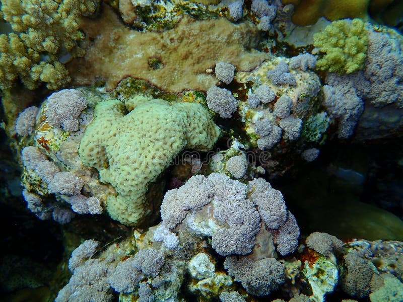 Knob coral, Dipsastraea pallida, and white pulse coral, pom pom xenia or pulse coral, Xenia umbellata, undersea, Red Sea, Egypt, Sharm El Sheikh, Nabq Bay.