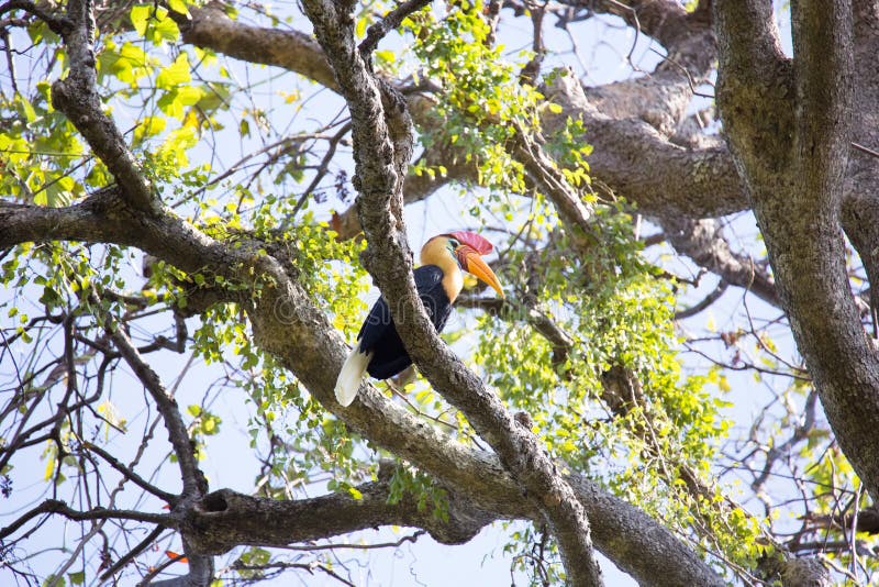 One Knobbed hornbill, Aceros cassidix, fed walled female on the nest at a height of approximately 25 m.Tangkoko National Park, Sulawesi, Indonesia. One Knobbed hornbill, Aceros cassidix, fed walled female on the nest at a height of approximately 25 m.Tangkoko National Park, Sulawesi, Indonesia