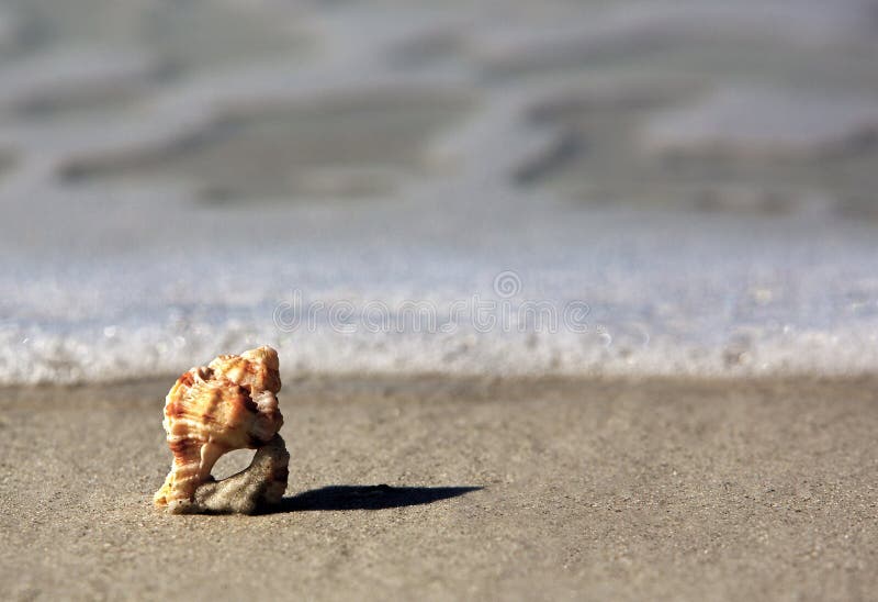 Knobbed Whelk shell royalty free stock images Knobbed Whelk shell royalty free stock images