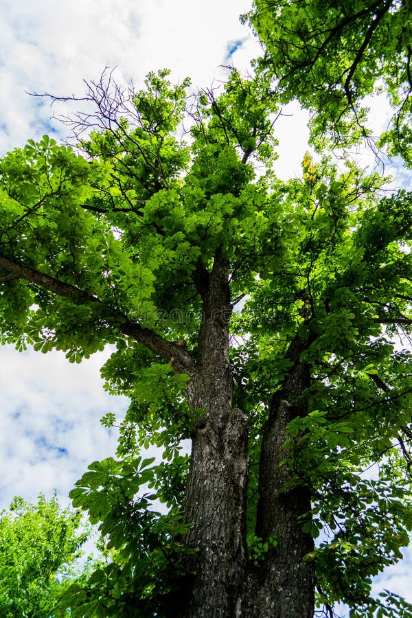 Knobby Branch Stock Photos Free & RoyaltyFree Stock Photos from