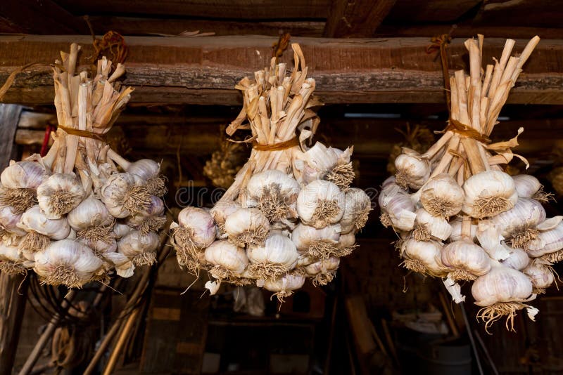 Three connections garlic placed to dry in the beam. Three connections garlic placed to dry in the beam