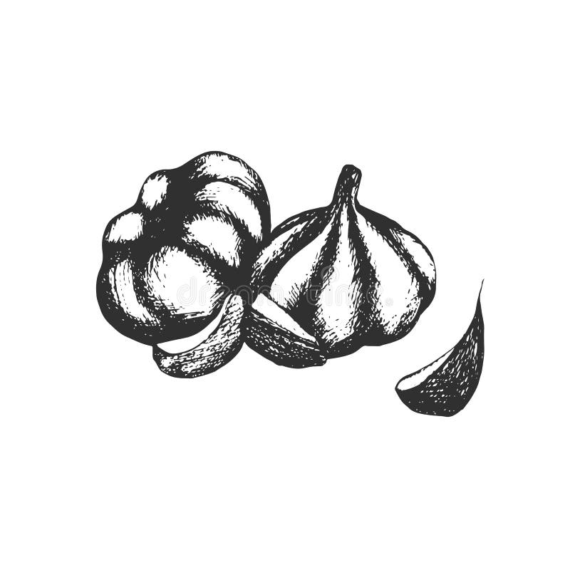 Knoblauch. handdrawn auf einem weißen Hintergrund