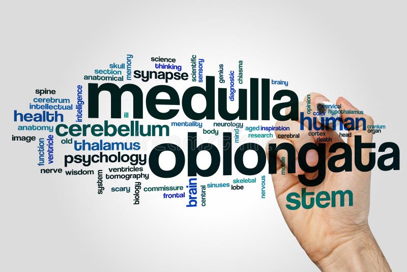 Medulla oblongata word cloud concept on grey background. Medulla oblongata word cloud concept on grey background