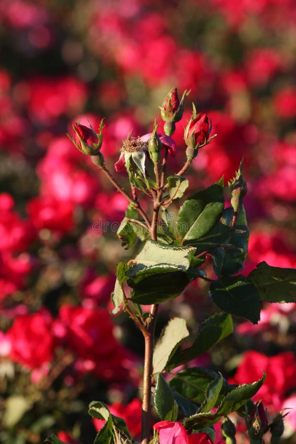 knock out roses knock out roses