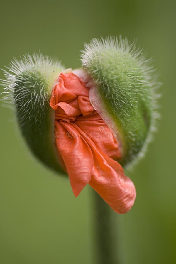 Papaverknop stock fotografie