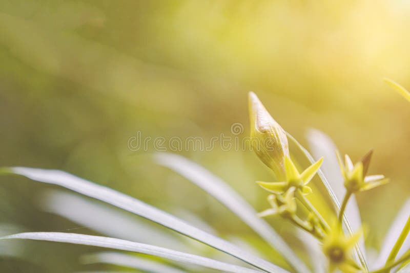 Knopp för blomma för gul oleander för Closeup och små gröna sidor med gul solljus- och defocusbokehbakgrund arkivbild Knopp för blomma för gul oleander för Closeup och små gröna sidor med gul solljus- och defocusbokehbakgrund arkivbild
