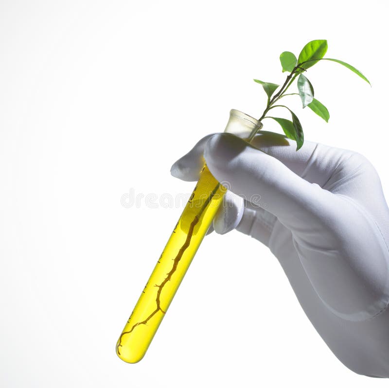 Knospe wächst im Reagenzglas stockfoto Knospe wächst im Reagenzglas stockfoto