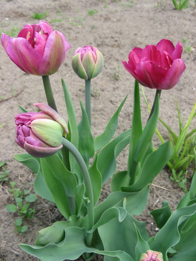 Knospen Der PfingstrosenTulpe Stockbild Bild von betrieb, pflanzen