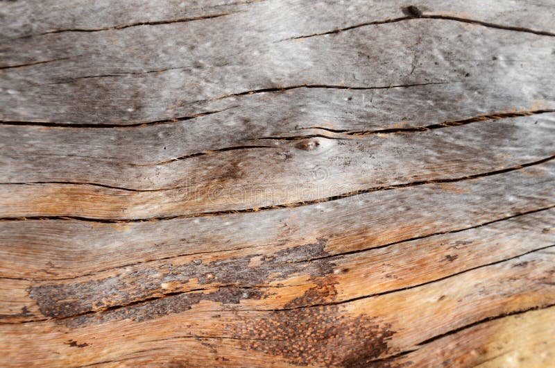 Knot wood Background stock photo. Image of ancient, brown 50095632