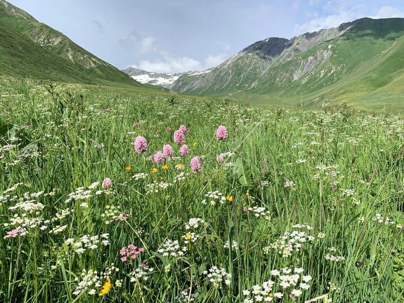 knotgrass della Serpente-radice, valeriana ed altri fiori nella gola di Zrug di estate La Russia, Ossetia del nord, Caucaso centr fotografia stock knotgrass della Serpente-radice, valeriana ed altri fiori nella gola di Zrug di estate La Russia, Ossetia del nord, Caucaso centr fotografia stock