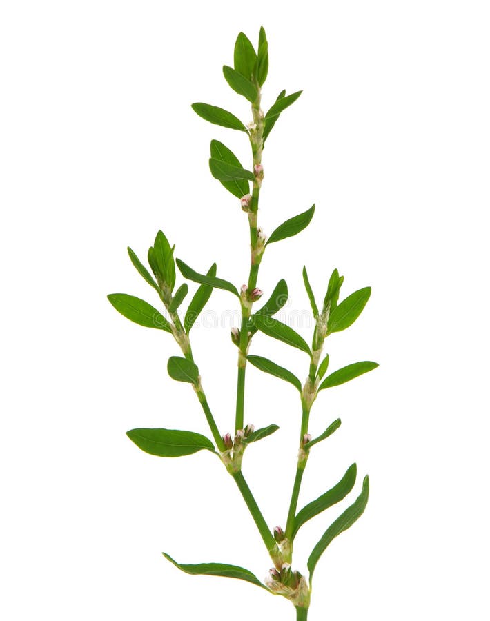 Knotgrass Plant Polygonum Aviculare Stock Image Image Of Prostrate Birdweed 160001839