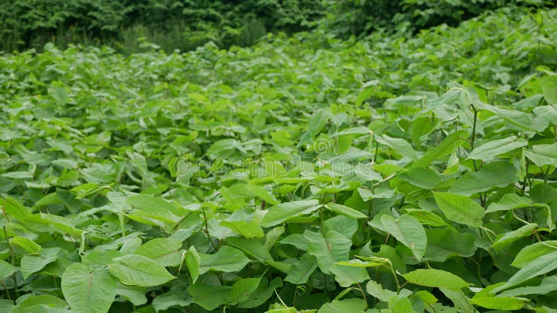 Knotweed japanese invasive specie di piante pericolose foglie di foglia asia reynoutria fallopia japonica