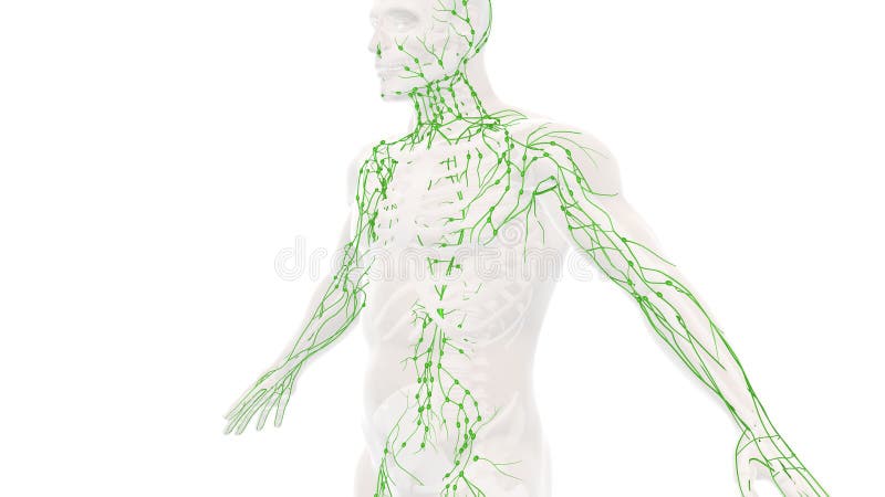 Knowledge of the Anatomy of the Human Lymphatic System Stock Photo Biology Diagrams