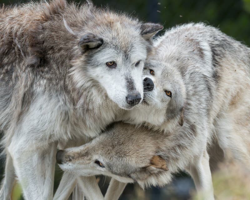 Knuffelende wolven