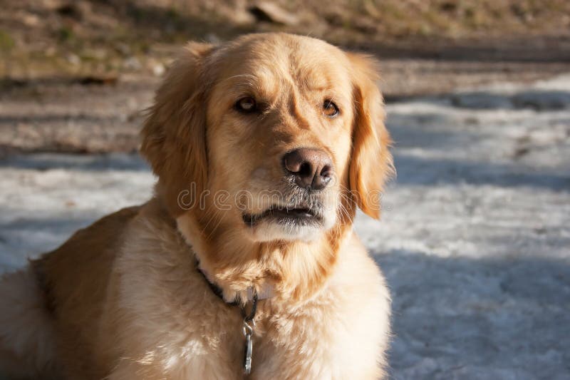 90 Knurrender Fotos Kostenlose und RoyaltyFree StockFotos von