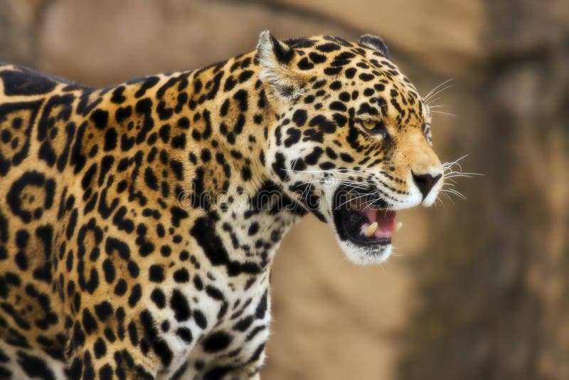 Knurrender Jaguar lizenzfreies stockbild Knurrender Jaguar lizenzfreies stockbild