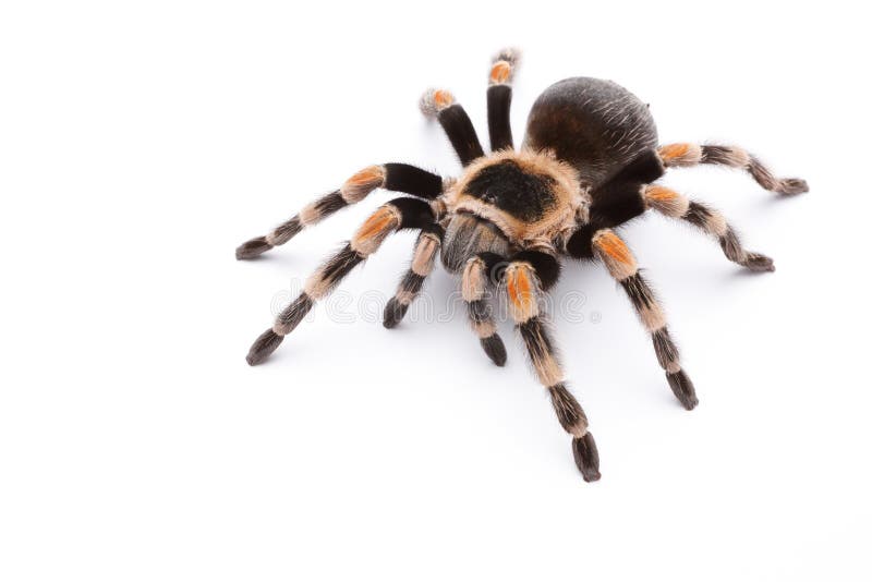 knäredtarantel arkivbild knäredtarantel arkivbild