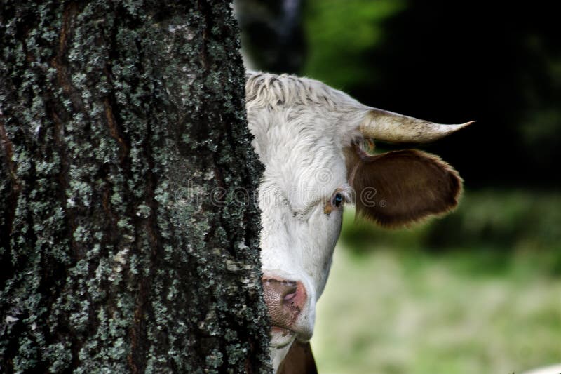 Tímido una vaca escondite para un árbol.
